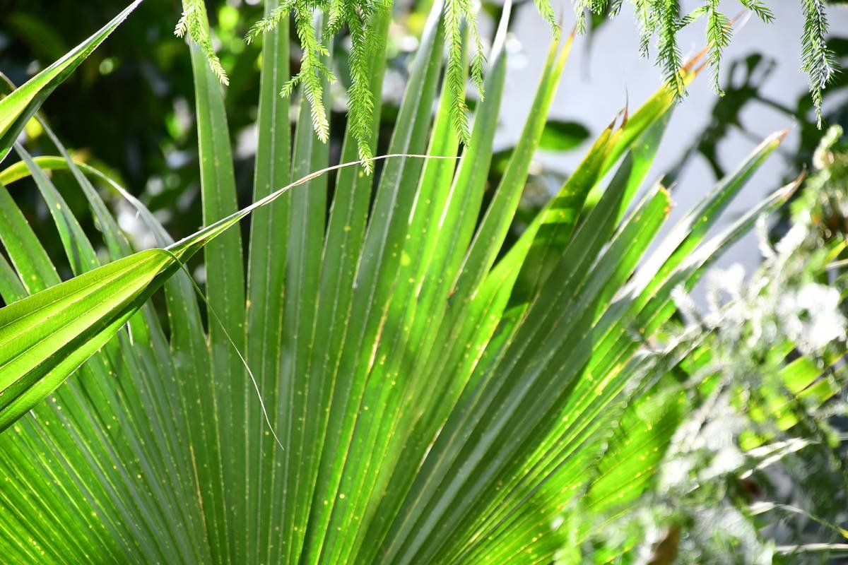 Close-up of cantilever umbrella pivot joint during umbrella plant care outdoors maintenance