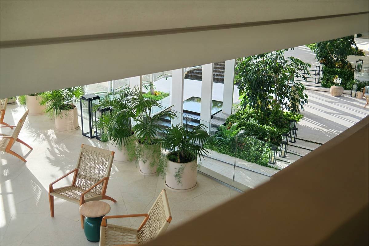 Umbrella Plant Care Outdoors: The Overlooked Truth About Keeping Your Shade Alive
