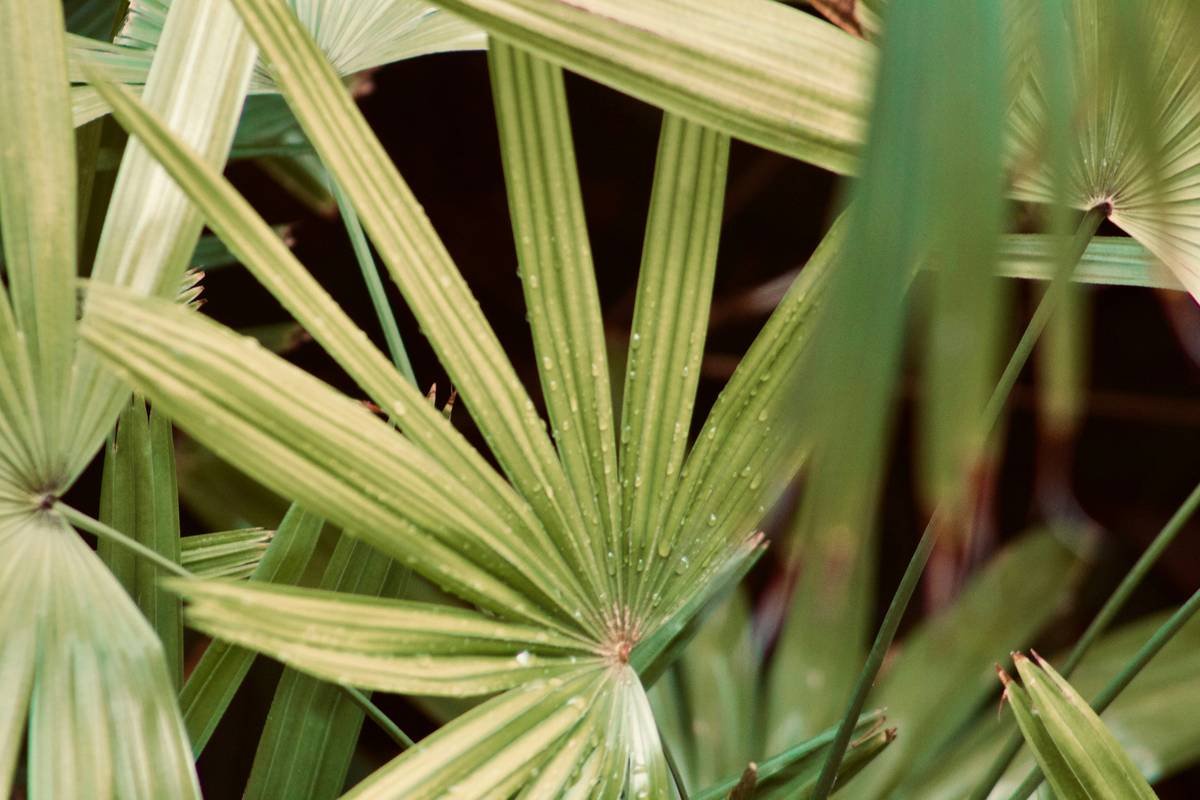 UV reflection damaging underside of cantilever umbrella during umbrella plant care outdoors